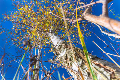 Low angle view of bird on branch against blue sky