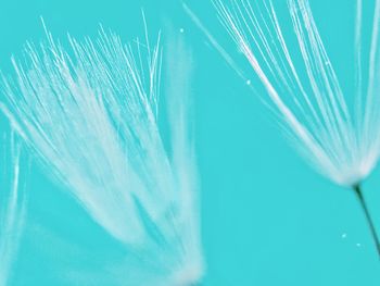 Close-up of plant against blue sky