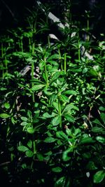 High angle view of plants growing on land