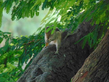 Low angle view of squirrel on tree