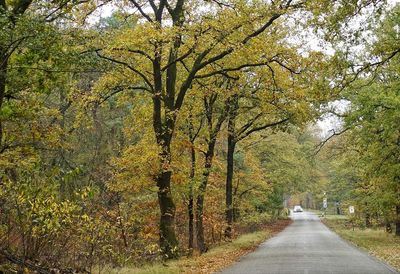 Road amidst trees in forest during autumn