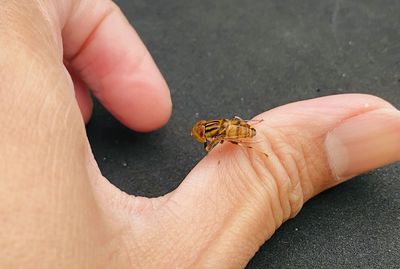 Close-up of insect on hand