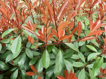 Close-up of orange flowering plant