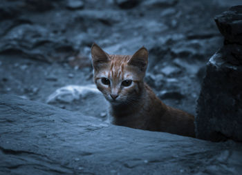 Portrait of cat on rock