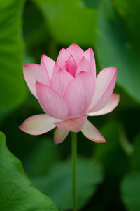 Close-up of pink lotus water lily growing in pond