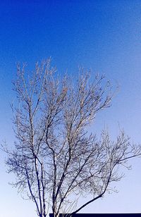 Flock of birds against blue sky