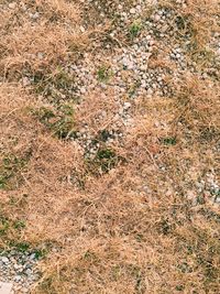 Full frame shot of plants on field