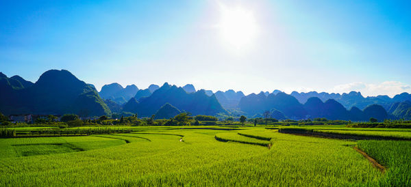 Scenic view of agricultural field against sky