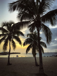 Palm trees on beach against sky