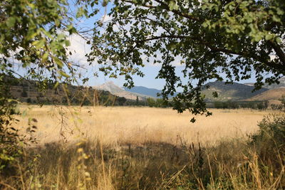 Scenic view of field against sky