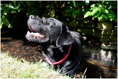 Close-up of a dog looking away