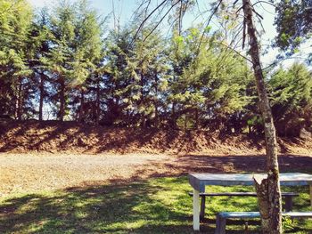 Trees in park