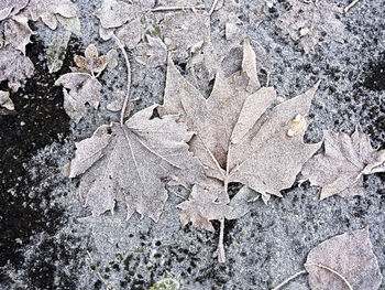 Close-up of dry autumn leaf
