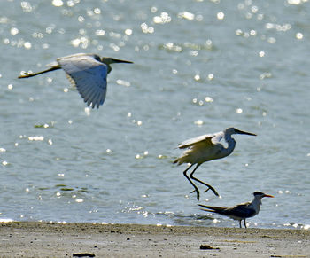 Herons and terns all together in group bird photos