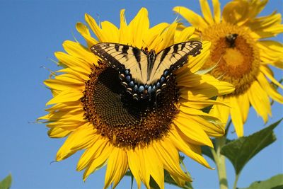 Female eastern tiger swallowtail butterfly on a sunflower