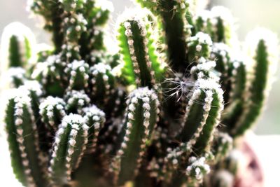 Close-up of cactus plant