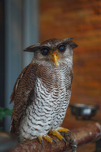 Close-up of owl perching on table