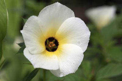 Close-up of white flower blooming outdoors