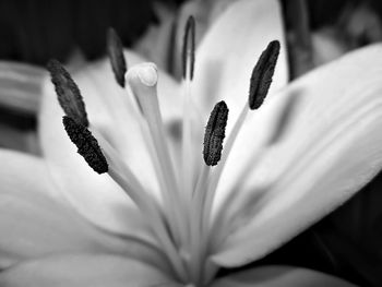 Close-up of flowers blooming outdoors