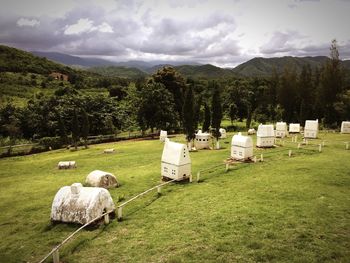 Sheep on field against sky