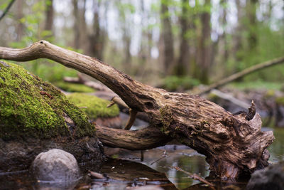 Close-up of driftwood on tree trunk