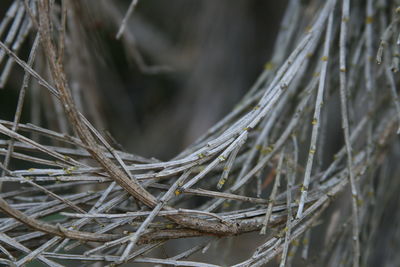 Close-up of dry twig on land