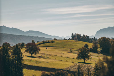 Scenic view of agricultural field against sky