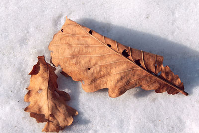 Close-up of dry maple leaves on snow