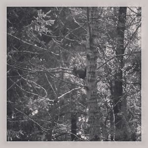 Bare trees against sky