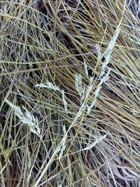 Full frame shot of dry plants