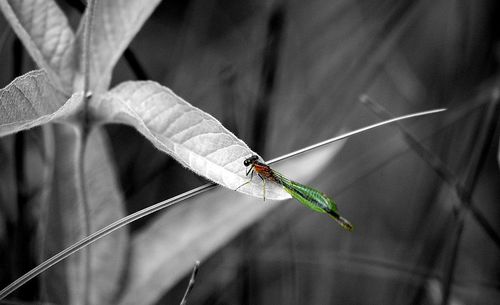 Close-up of damselfly on plant