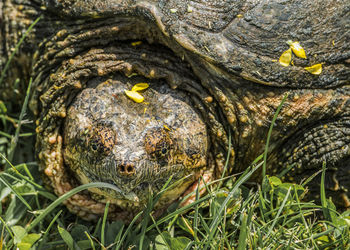 Close-up of turtle in sea