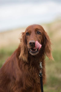 Close-up portrait of dog