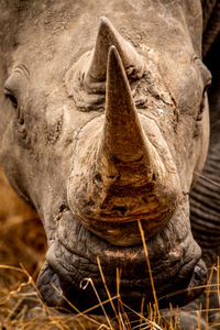 Close-up of elephant