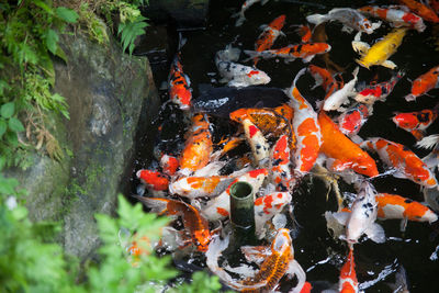 High angle view of koi carps swimming in river