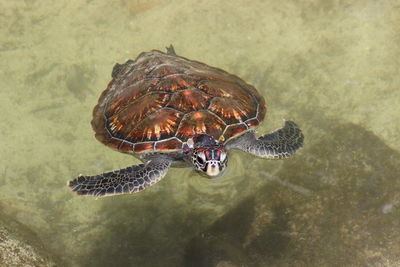 High angle view of turtle in sea