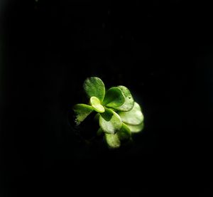 Close-up of plant against black background