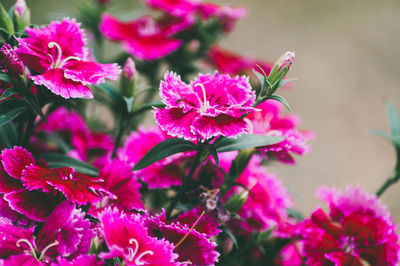 Close-up of pink flowering plant