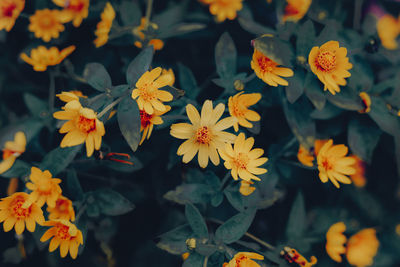 Close-up of yellow flowering plants