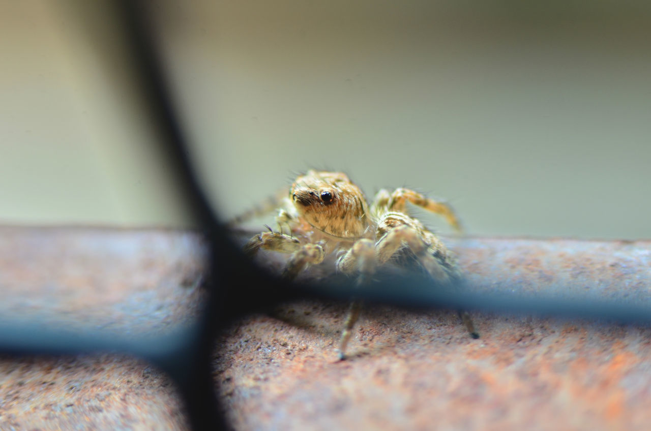 CLOSE-UP OF SPIDER ON THE WALL