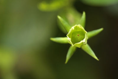 Close-up of succulent plant