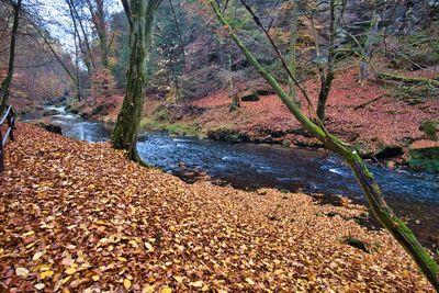 Trees growing by stream in forest during autumn