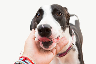 Close-up of hand holding dog against white background