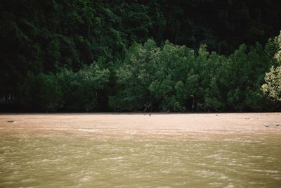 Scenic view of lake against trees in forest