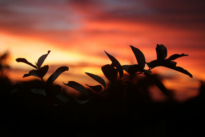 Close-up of silhouette plant against romantic sky at sunset