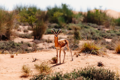 Gazelle standing in a field