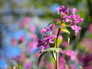 Close-up of pink flowering plant