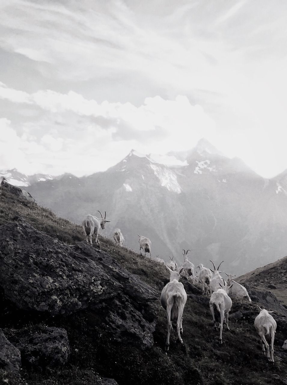 SHEEP ON FIELD AGAINST SKY