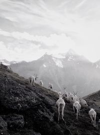 Horses on field against sky