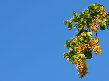 Low angle view of flower tree against clear blue sky